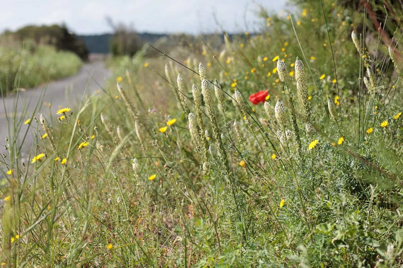 Brun de nature - Photo n°1