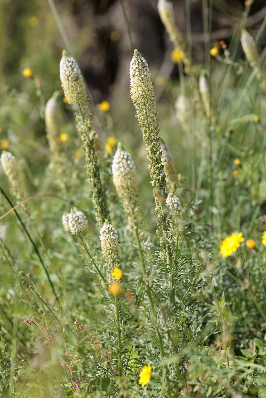 Brun de nature - Photo n°2