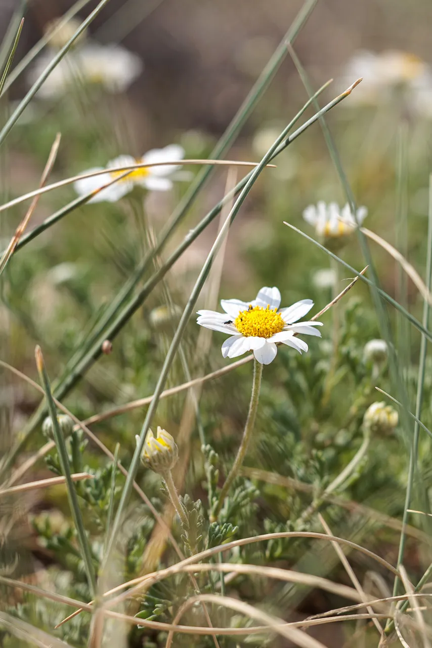 Brun de nature - Photo n°3