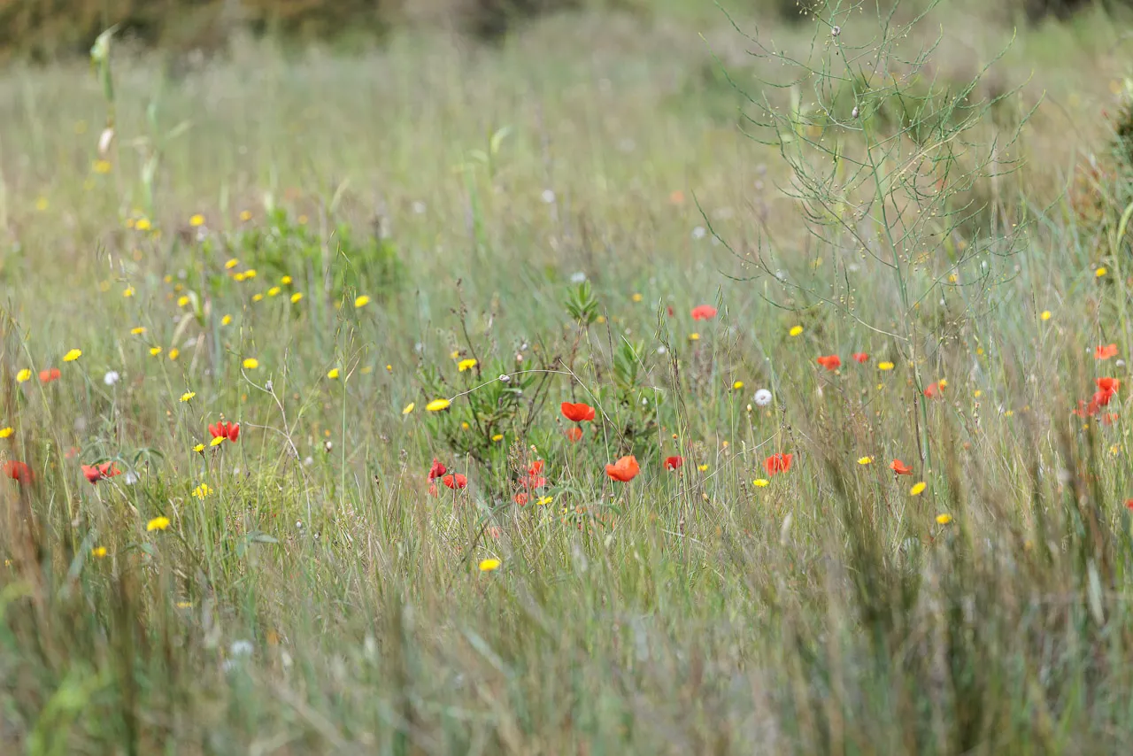 Brun de nature - Photo n°5