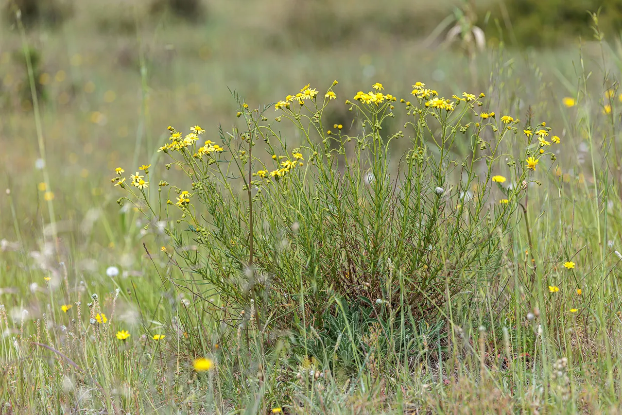 Brun de nature - Photo n°6