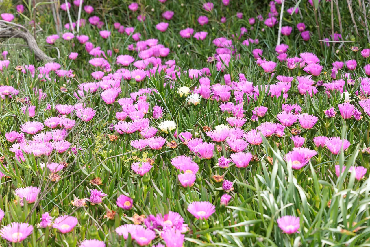 Brun de nature - Photo n°8