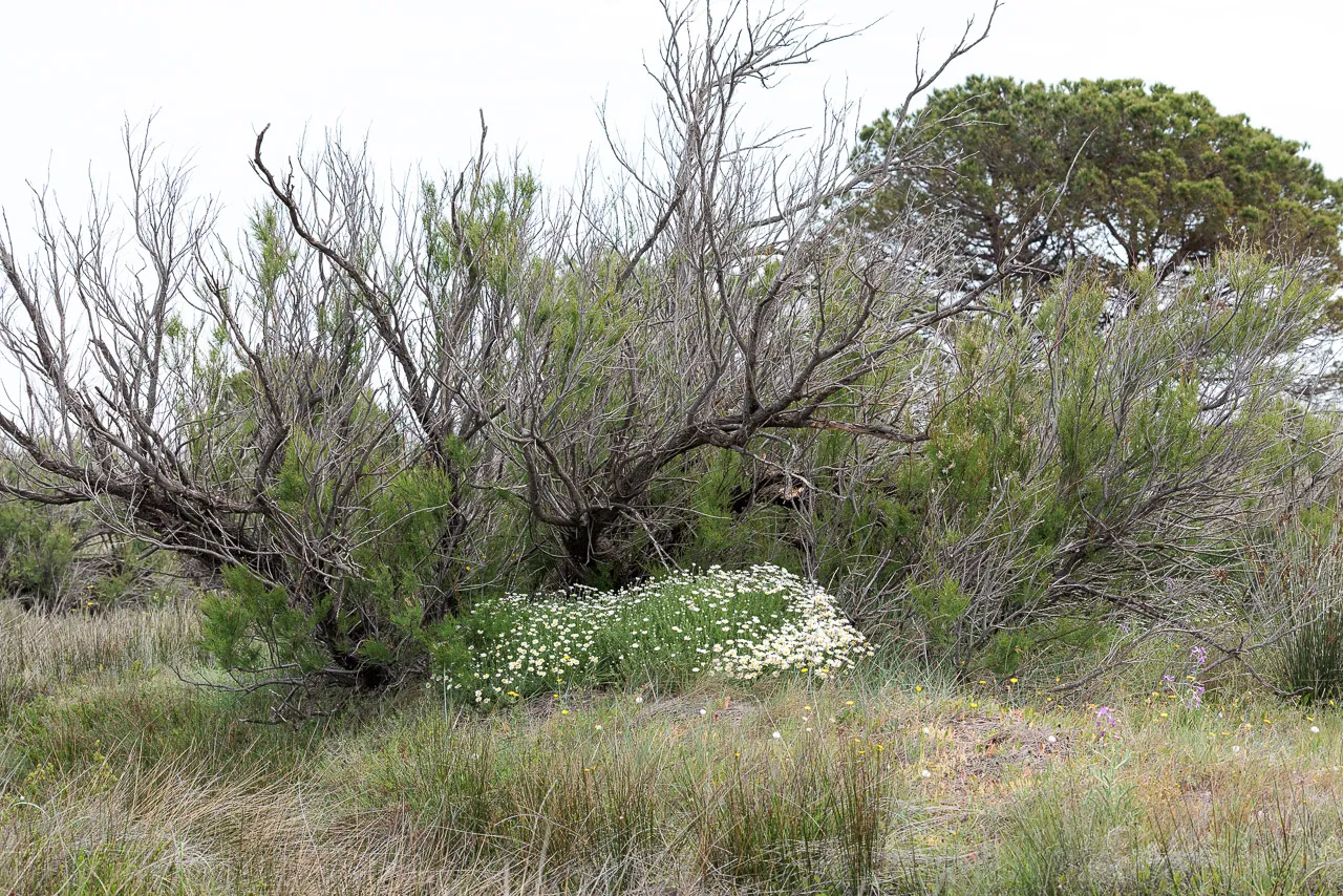 Brun de nature - Photo n°12