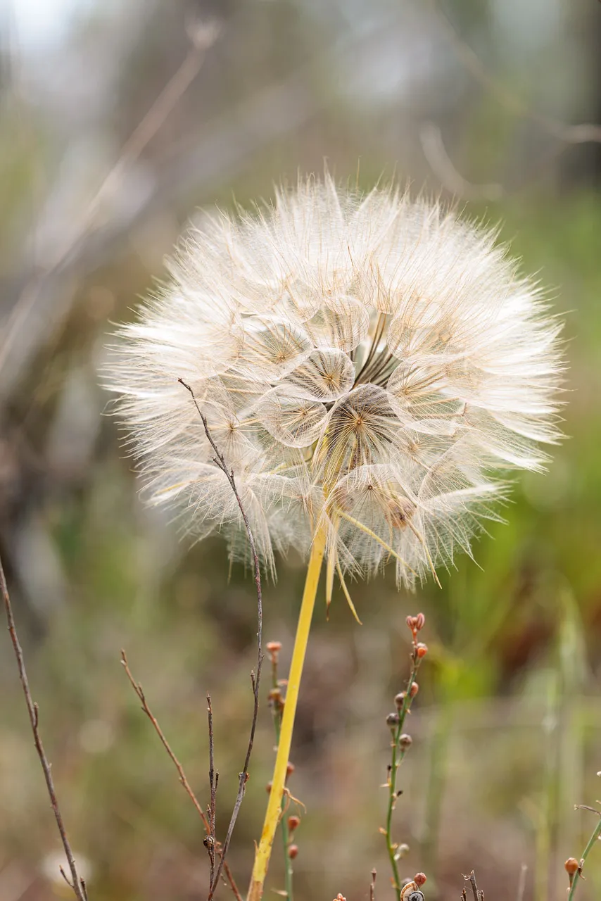Brun de nature - Photo n°14
