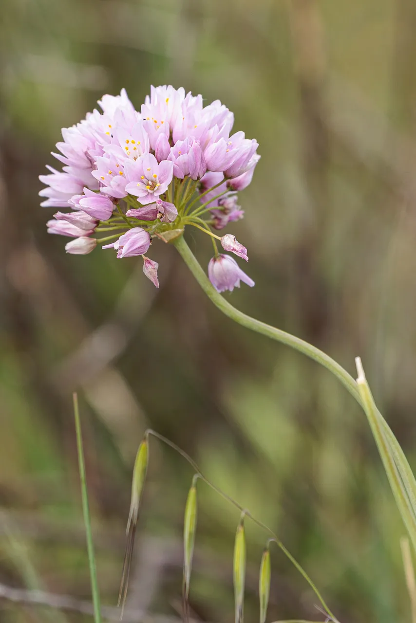 Brun de nature - Photo n°15