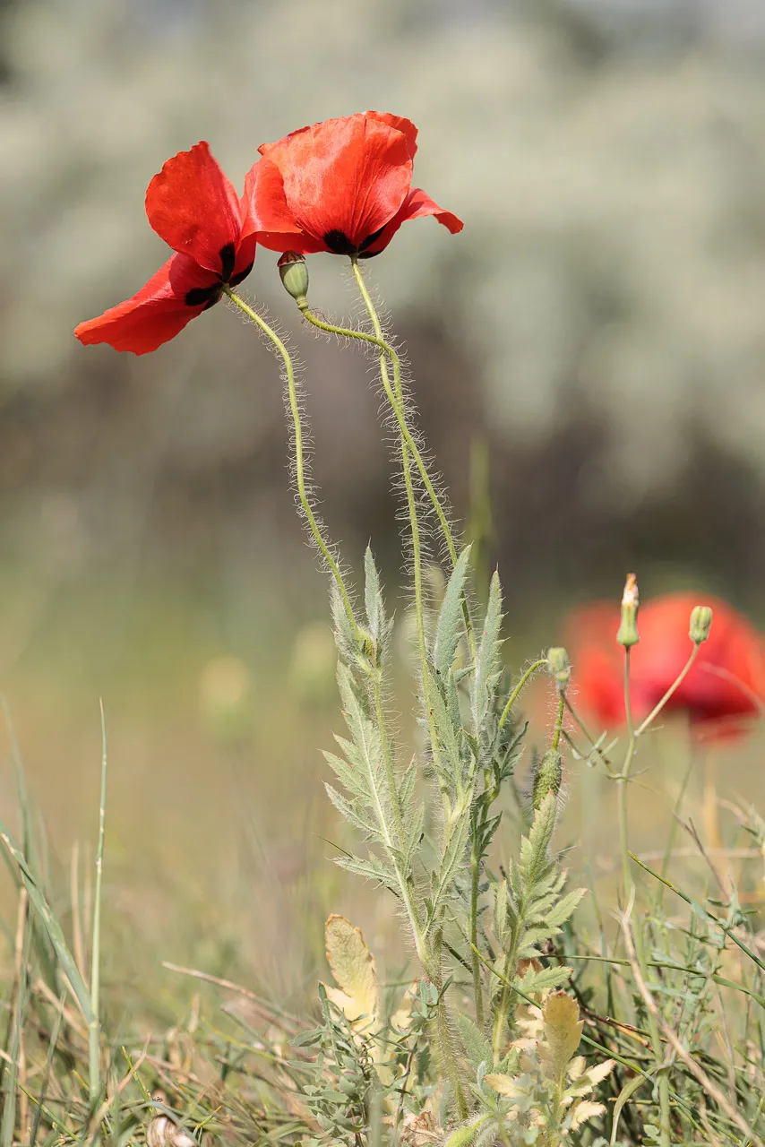Brun de nature - Photo n°16