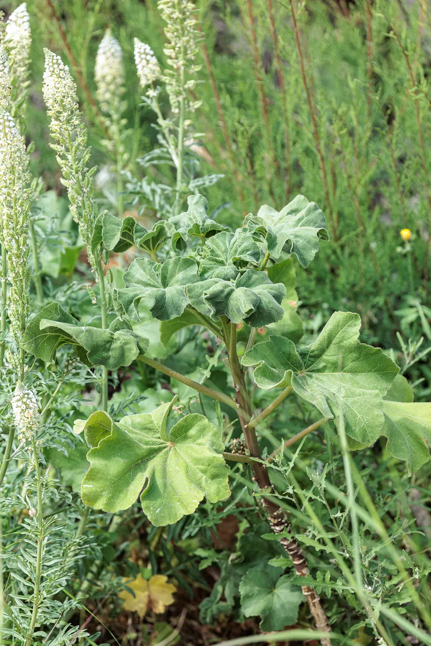 Brun de nature - Photo n°17