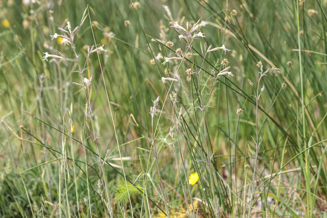 Brun de nature - Photo n°19