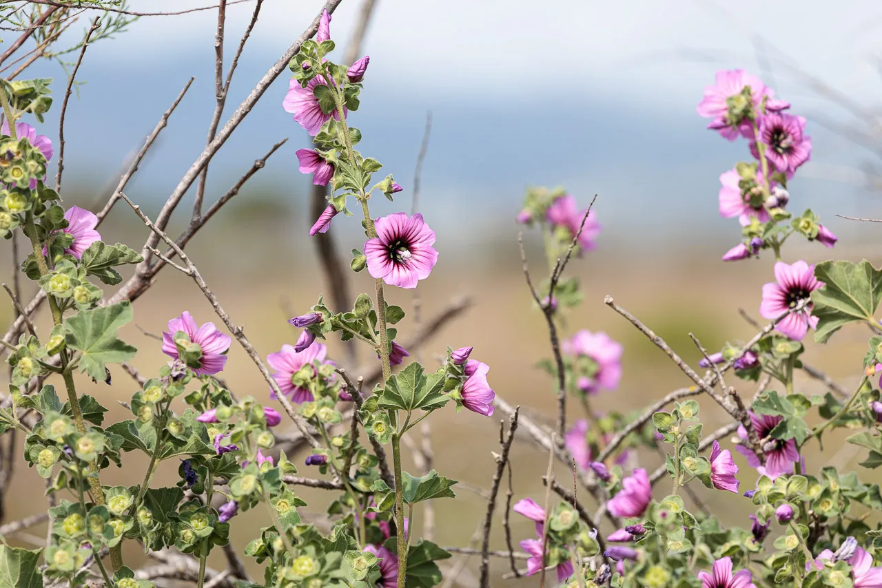 Brun de nature - Photo n°20