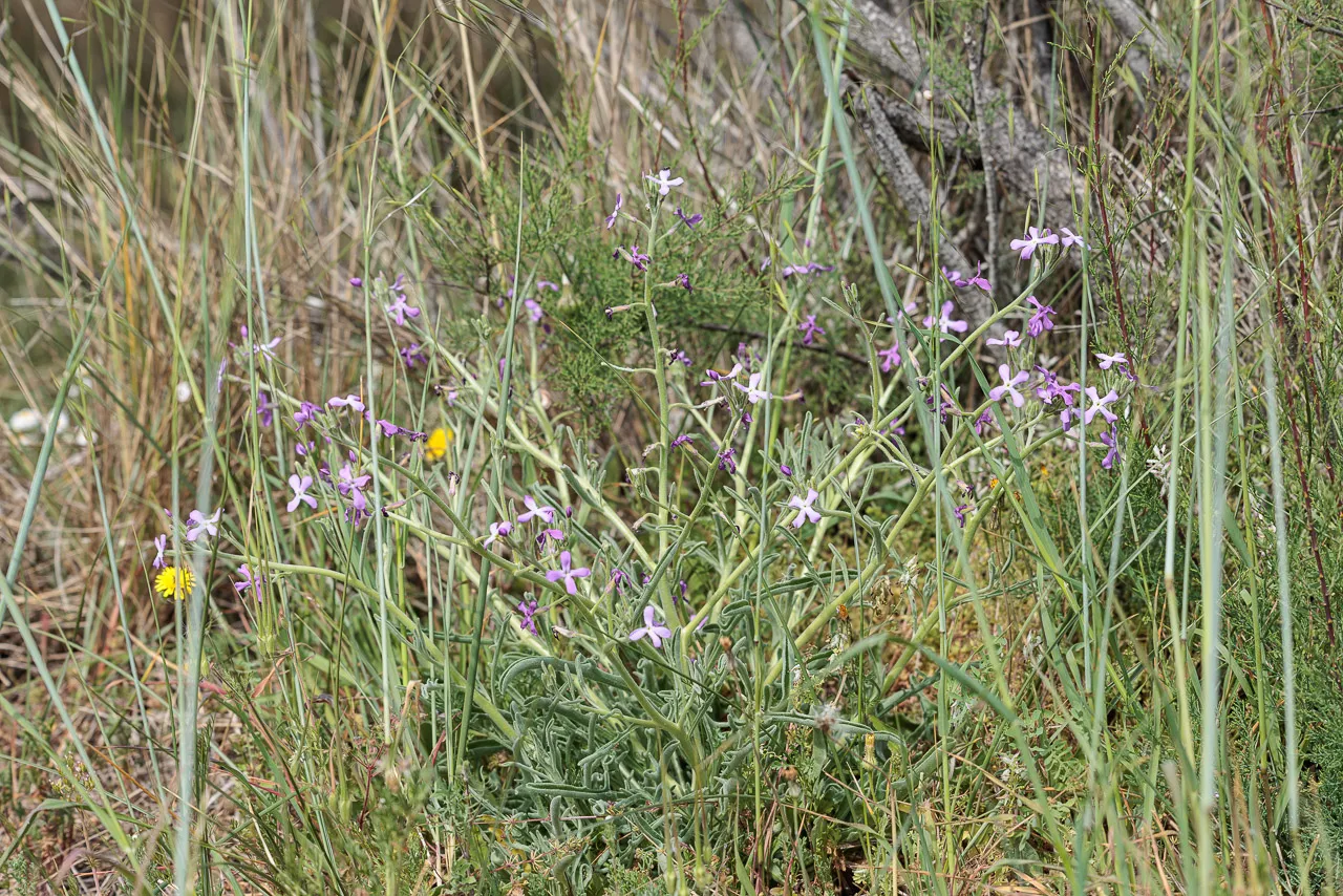 Brun de nature - Photo n°21