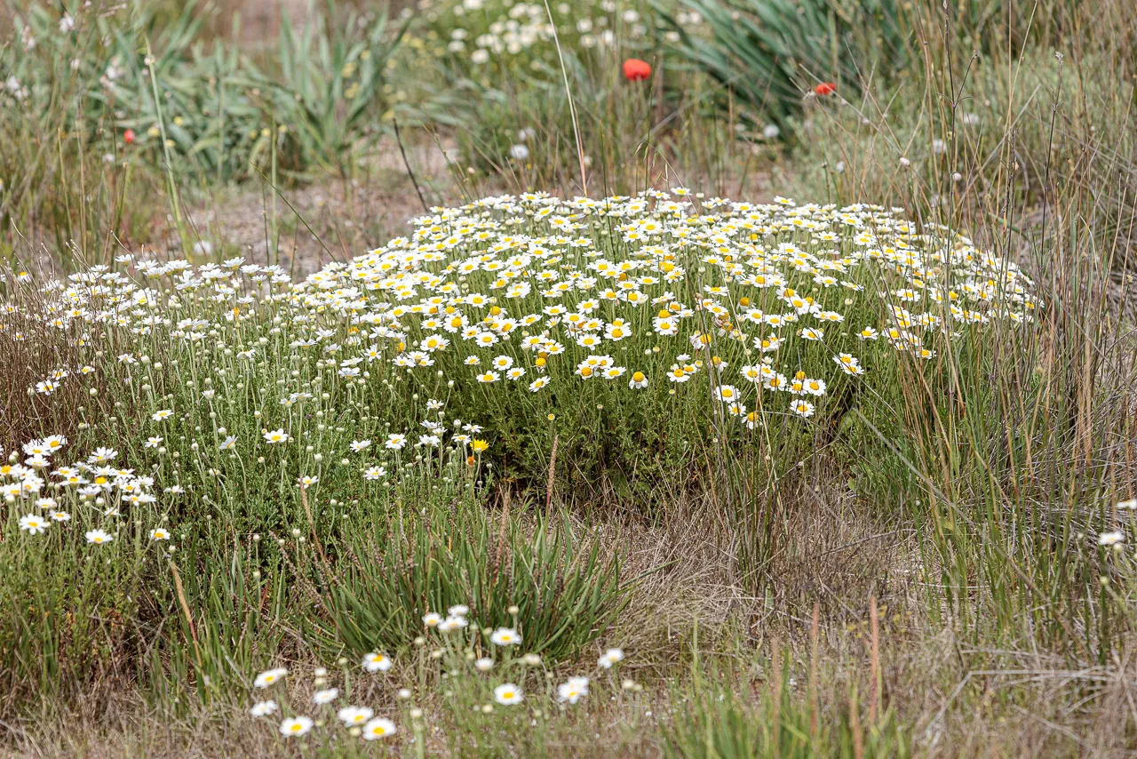 Brun de nature - Photo n°23