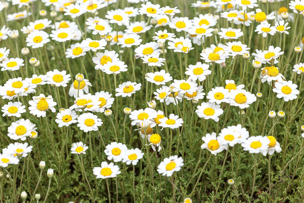 Brun de nature - Photo n°24