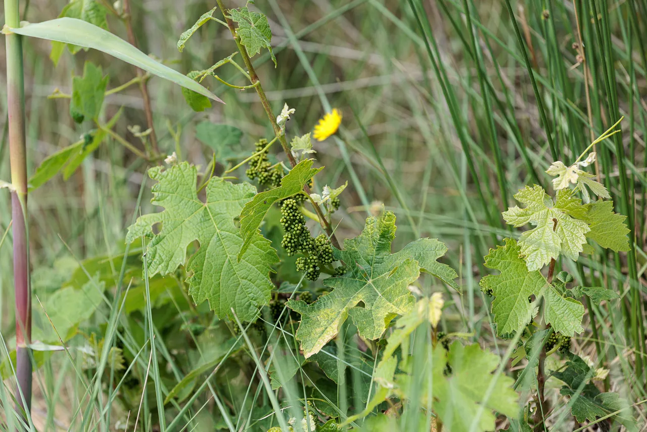 Brun de nature - Photo n°25