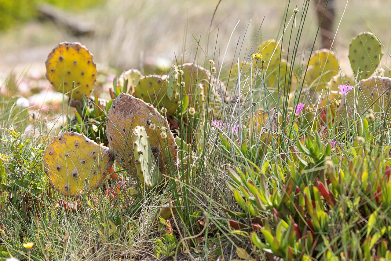Brun de nature - Photo n°27