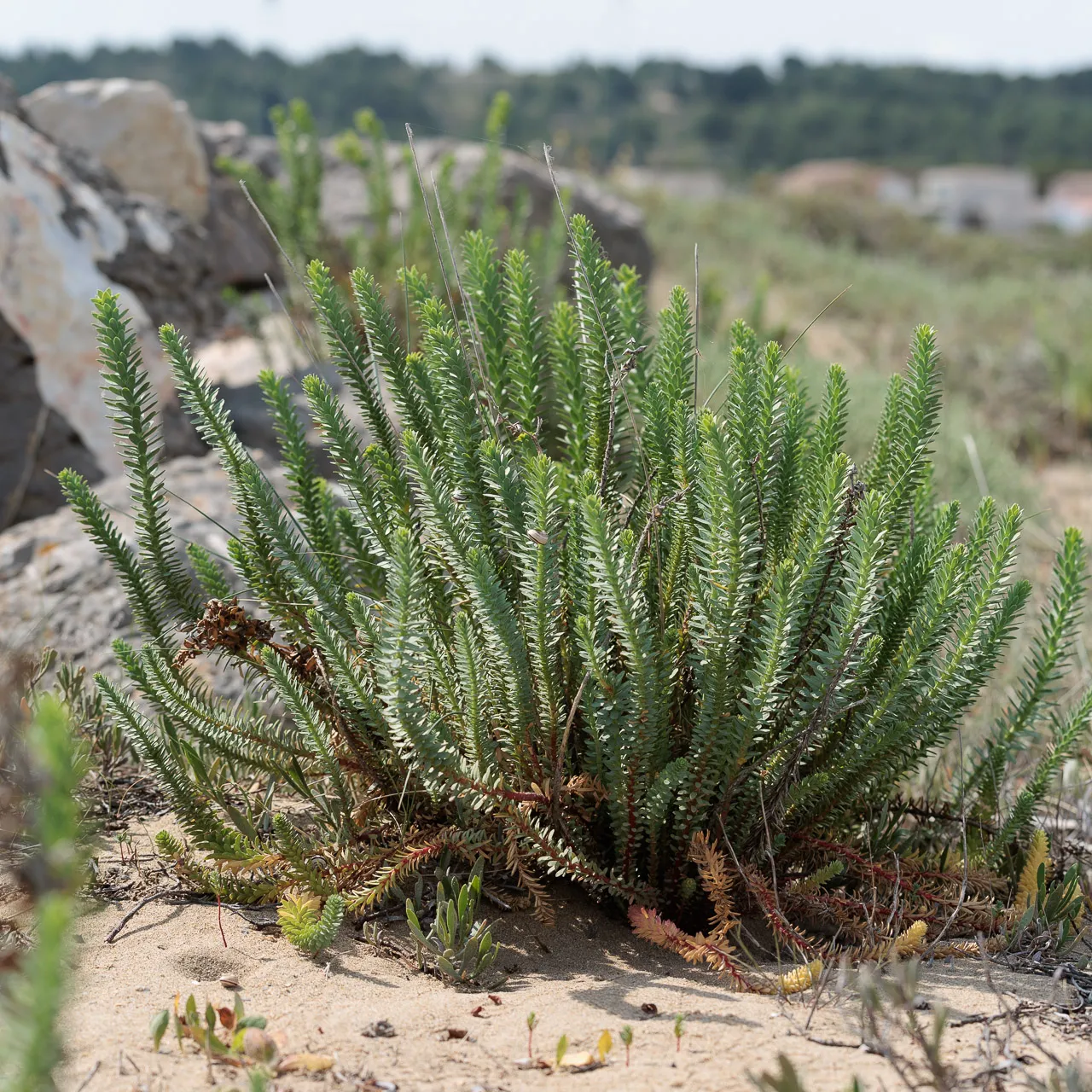 Brun de nature - Photo n°28