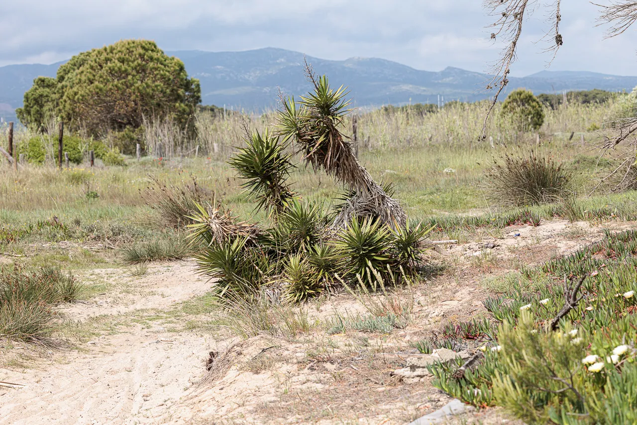 Brun de nature - Photo n°29