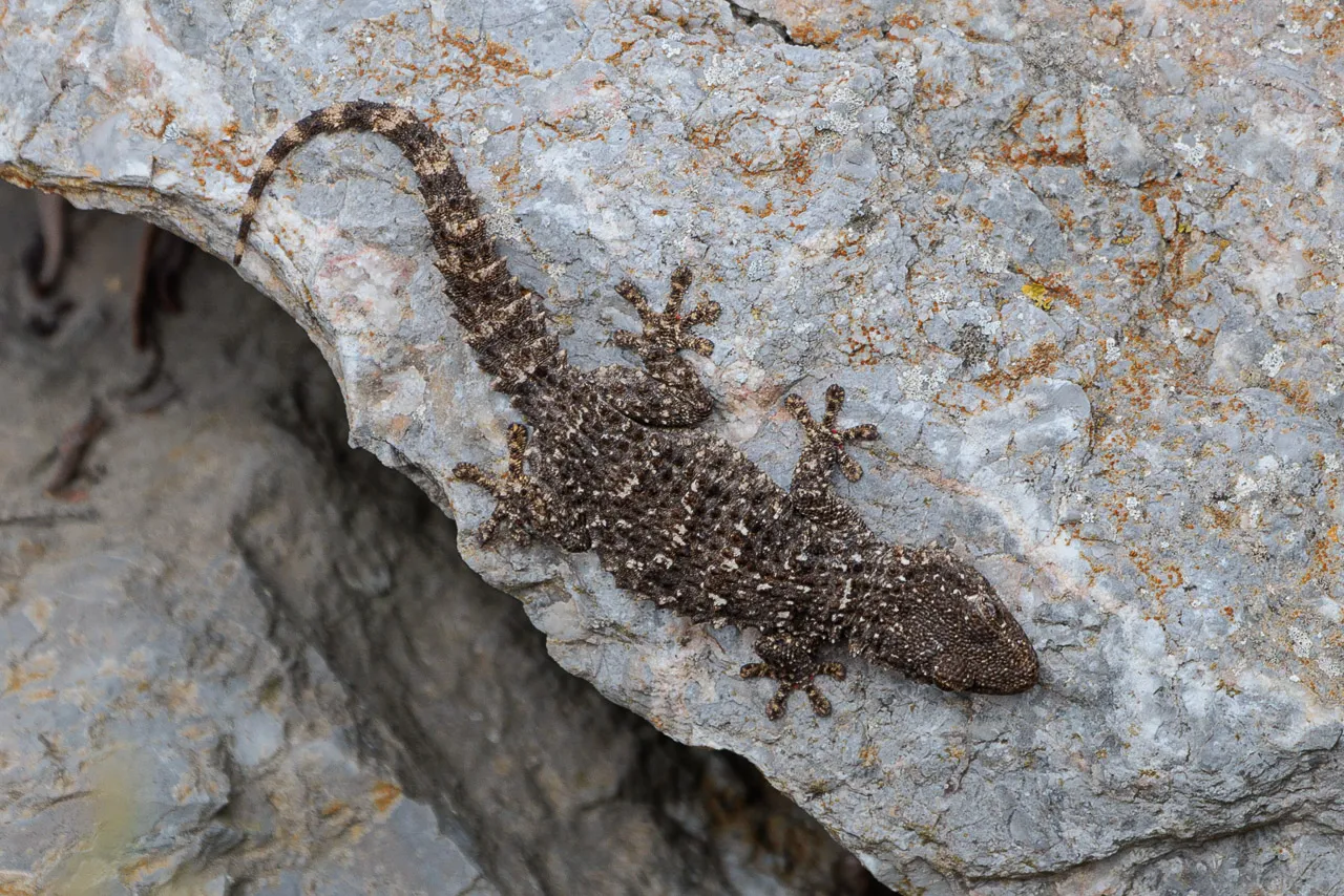 Brun de nature - Photo n°33