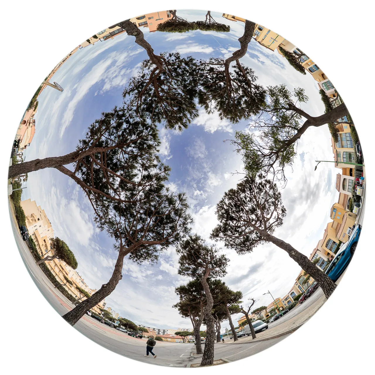 Archibulbe - Photo n°11
