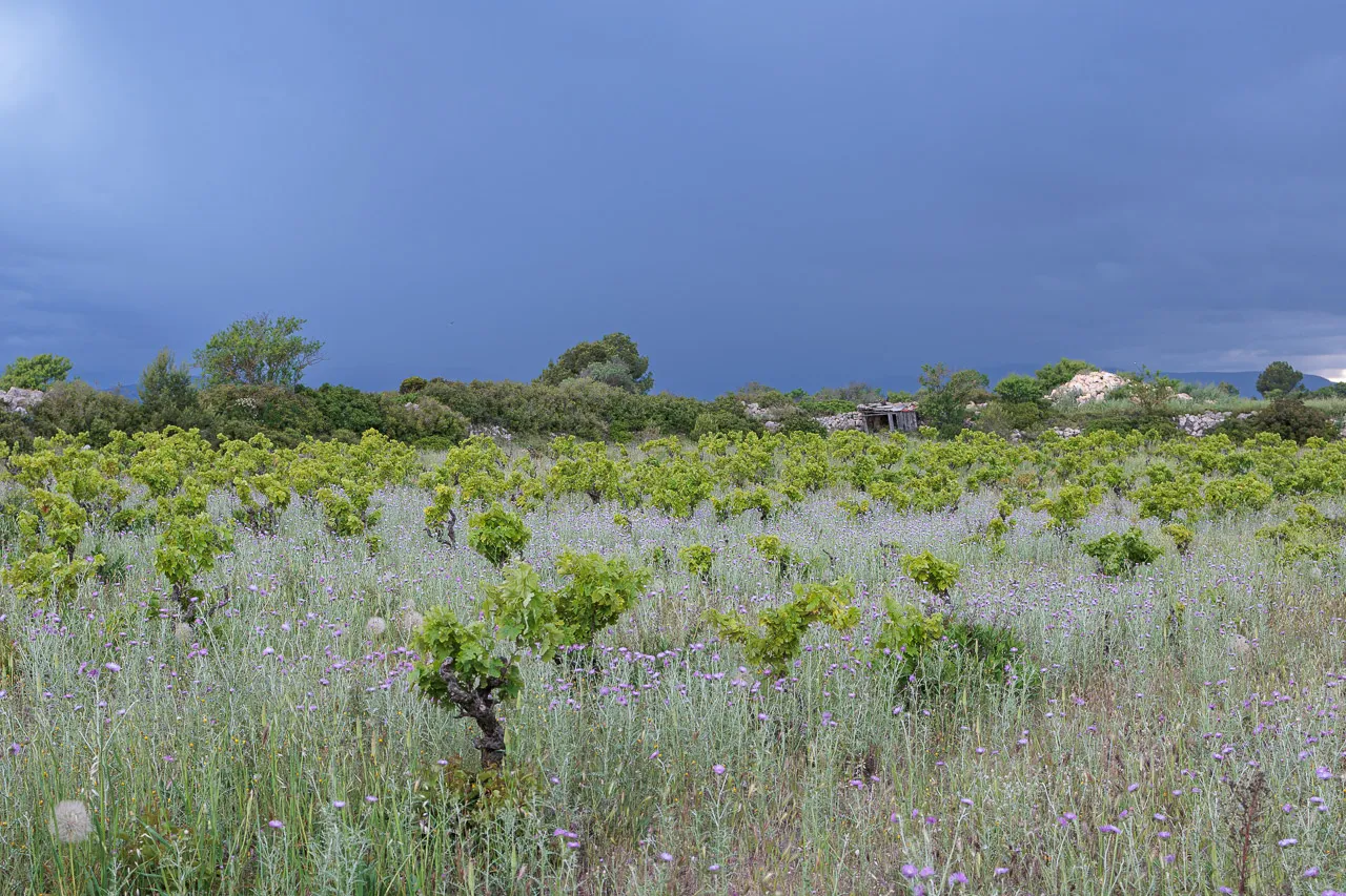 Leucate - Photo n°41
